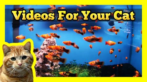 tank with fake fish for cats to watch|fish tank screensaver for cats.